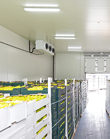 Fruits Ripening System